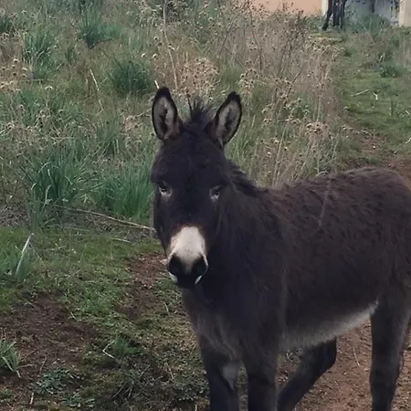 Cote Βίλα Αζάτσιο