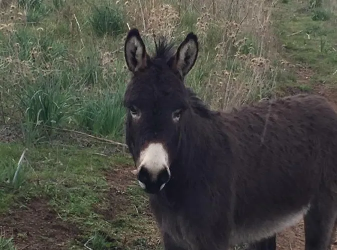 Cote Villa Ajaccio (Corsica)